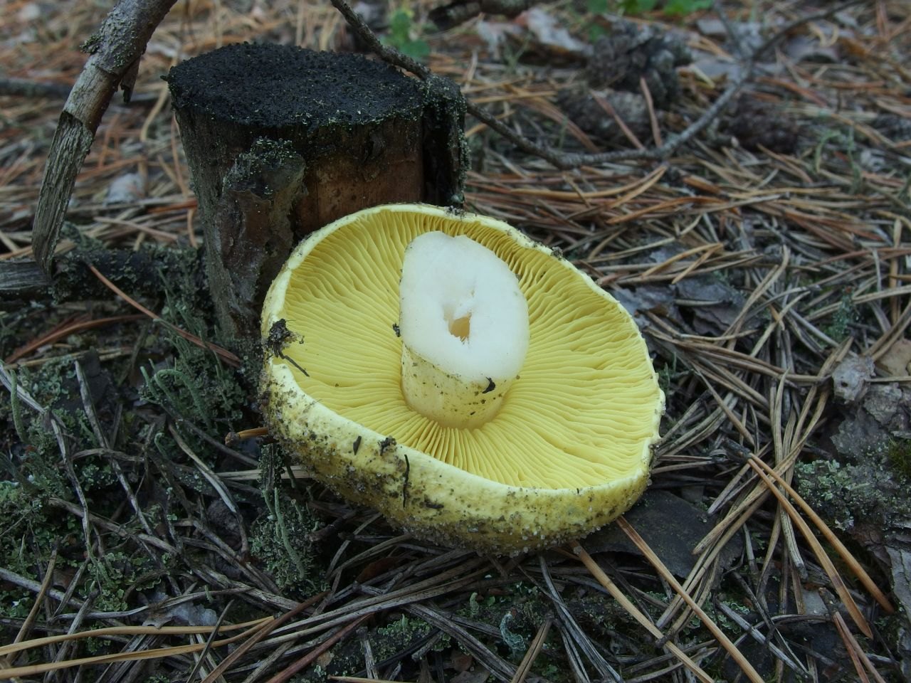 Tricholoma equestre
