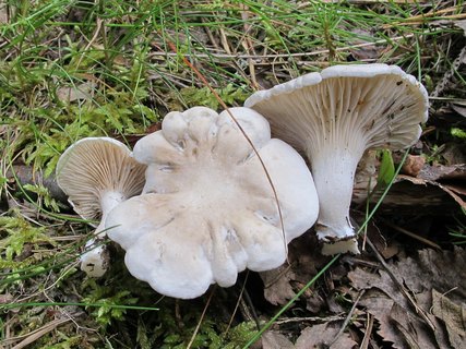 Clitopilus prunulus