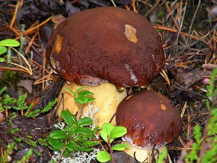 Boletus pinophilus