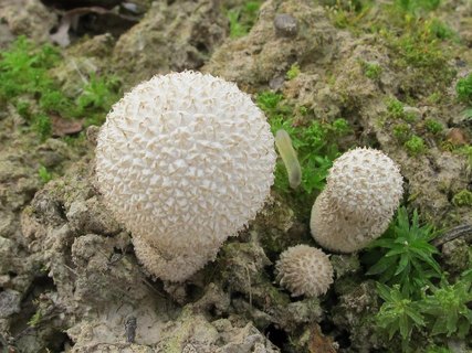 Lycoperdon marginatum