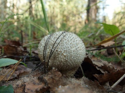 Lycoperdon nigrescens