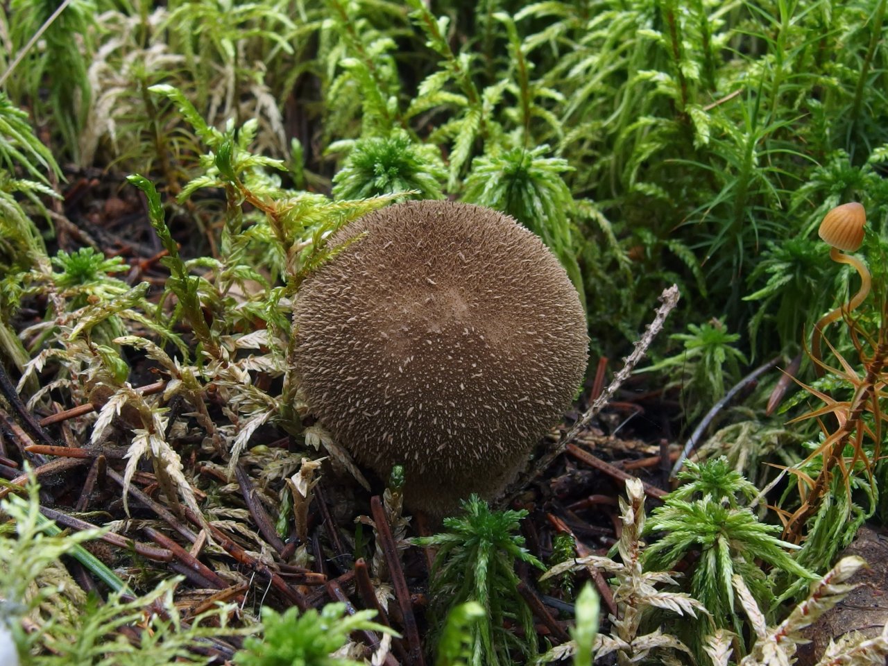 Lycoperdon umbrinum