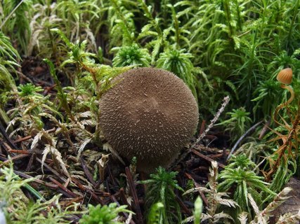 Lycoperdon umbrinum