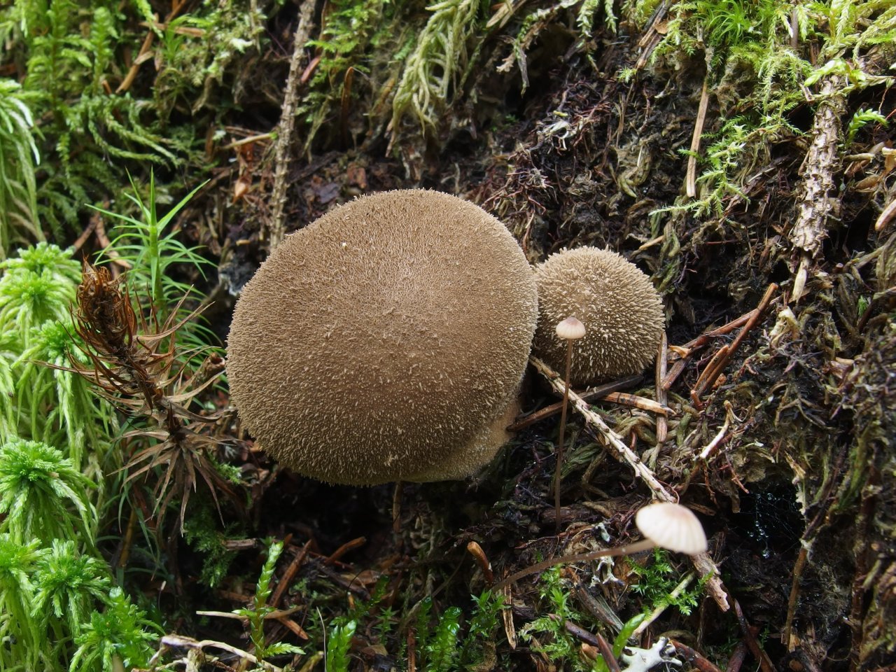 Lycoperdon umbrinum