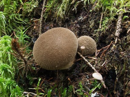Lycoperdon umbrinum