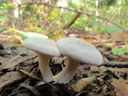 Clitopilus prunulus