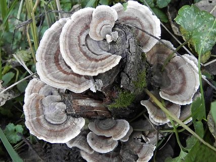 Trametes versicolor