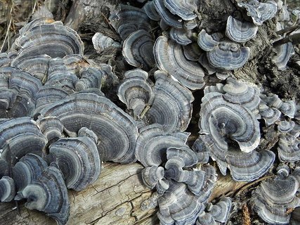 Trametes versicolor
