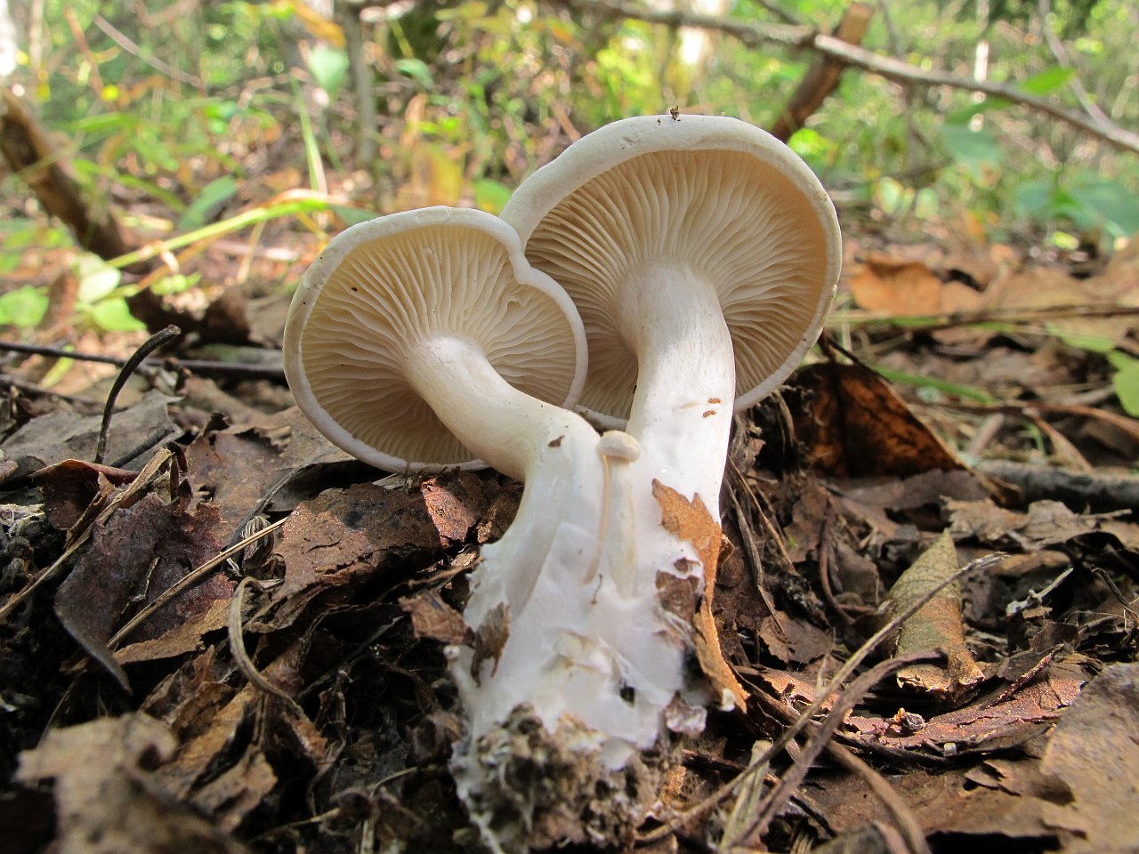 Clitopilus prunulus