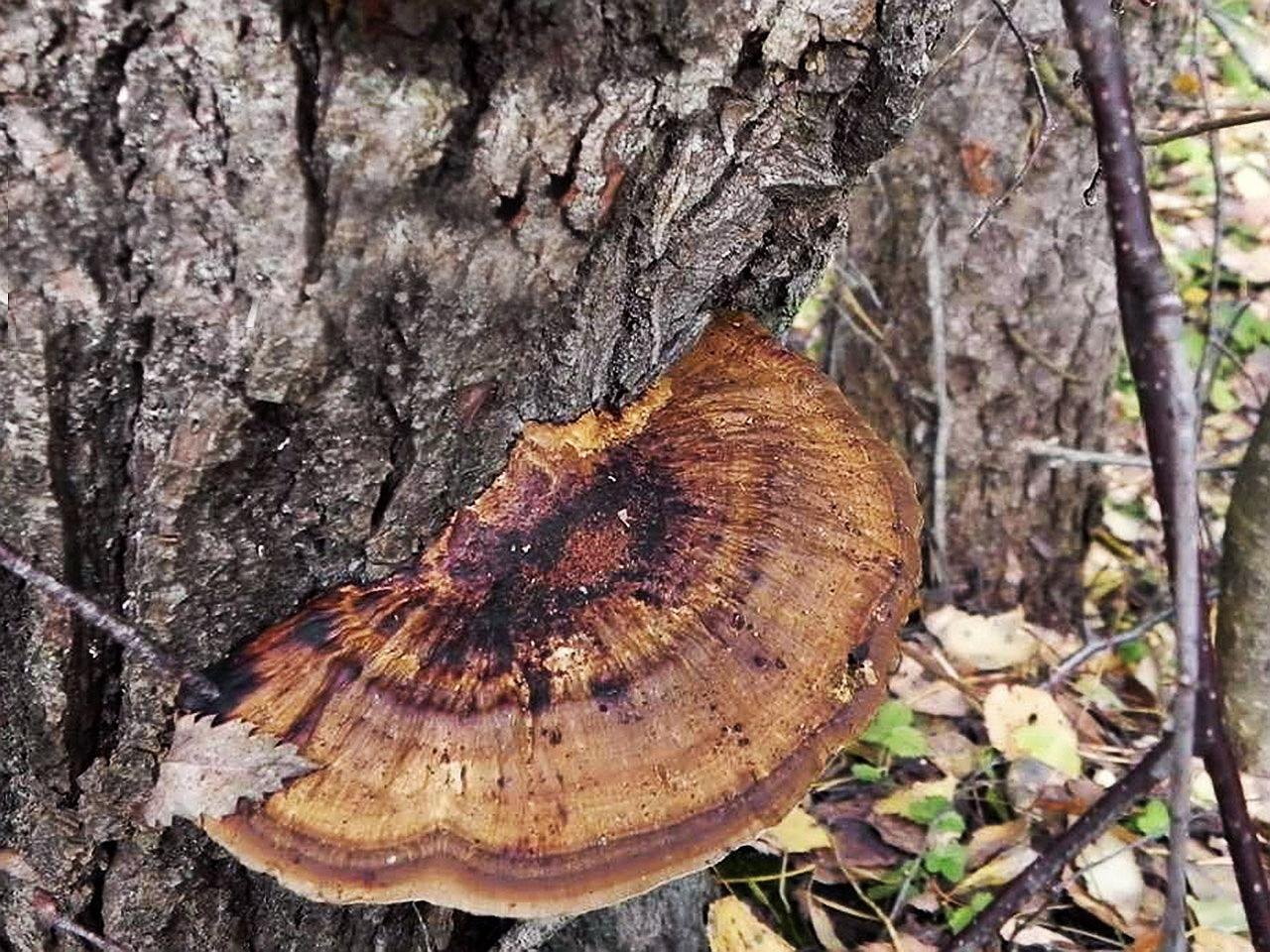 Daedaleopsis