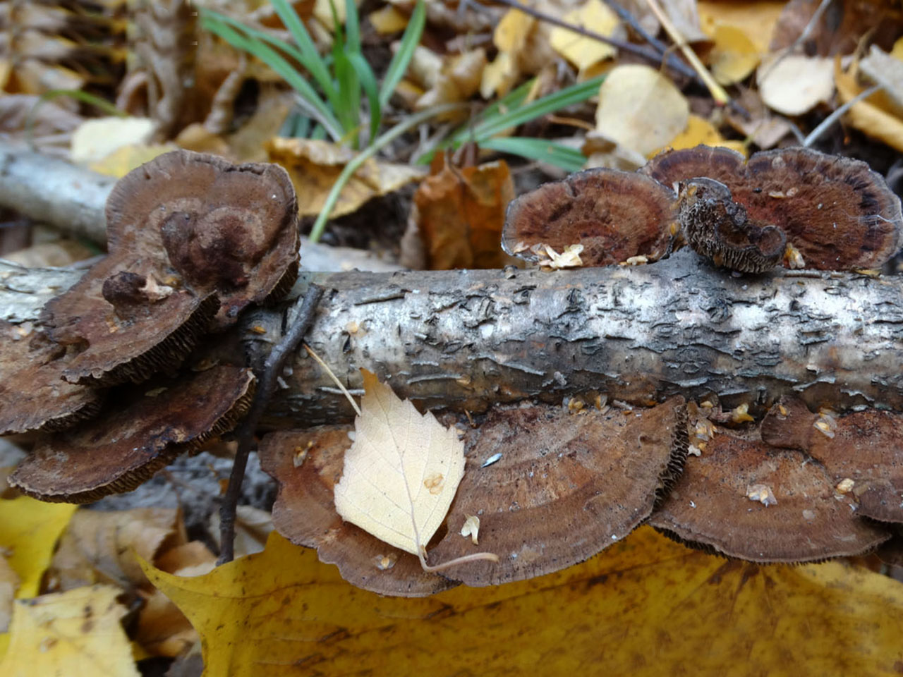 Daedaleopsis confragosa