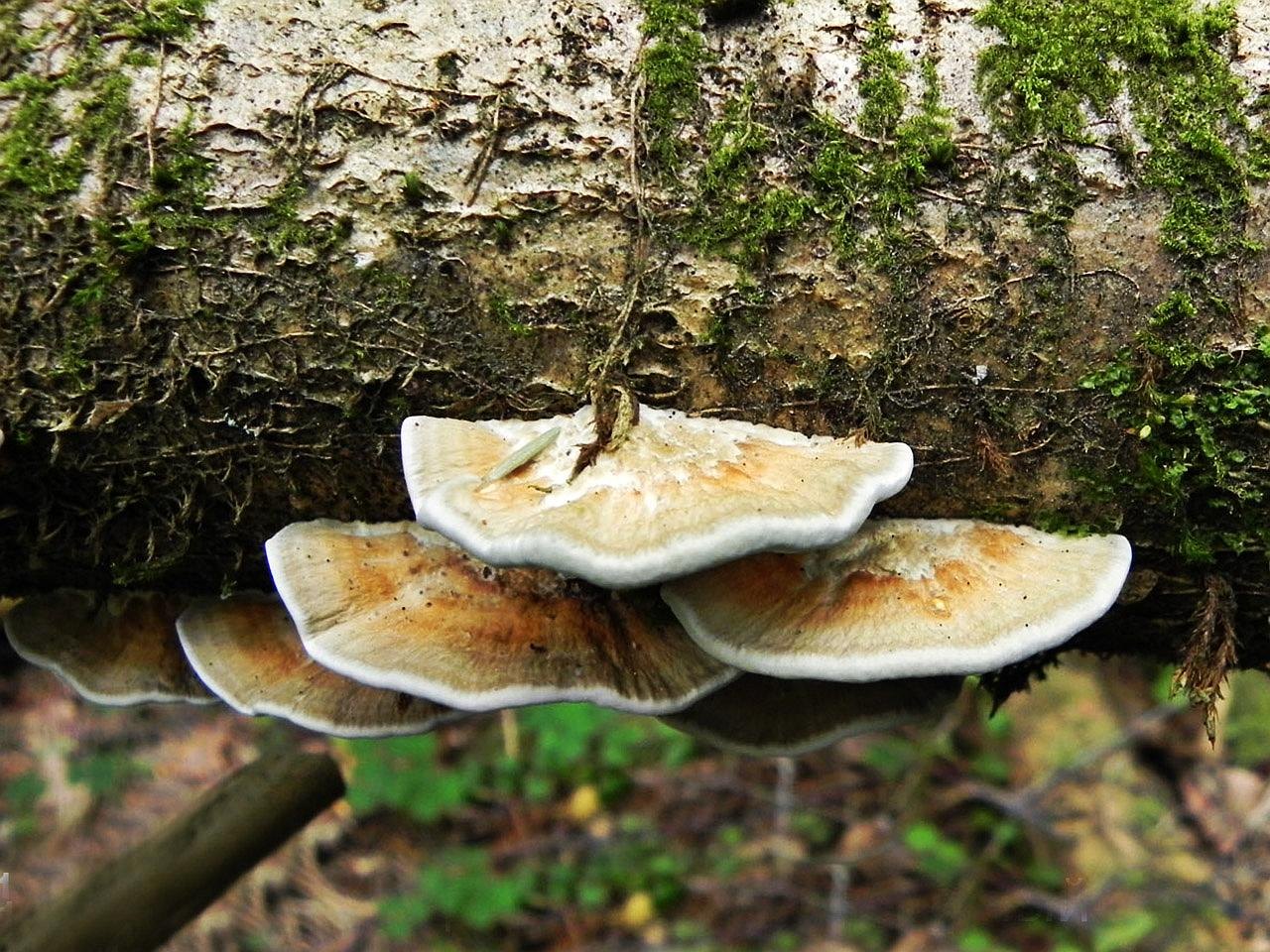 Daedaleopsis septentrionalis