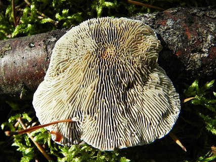 Daedaleopsis septentrionalis