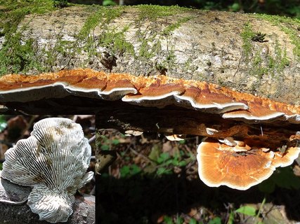 Daedaleopsis tricolor