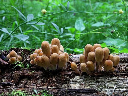 Coprinellus micaceus