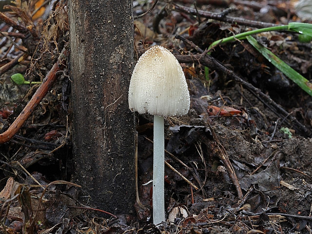 Coprinellus domesticus