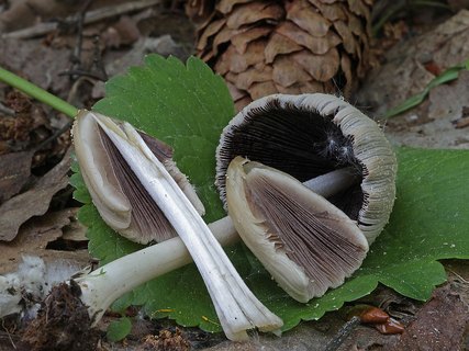 Coprinellus xanthothrix