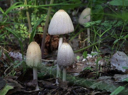 Coprinellus xanthothrix