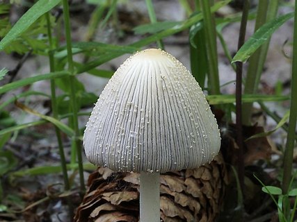 Coprinellus xanthothrix
