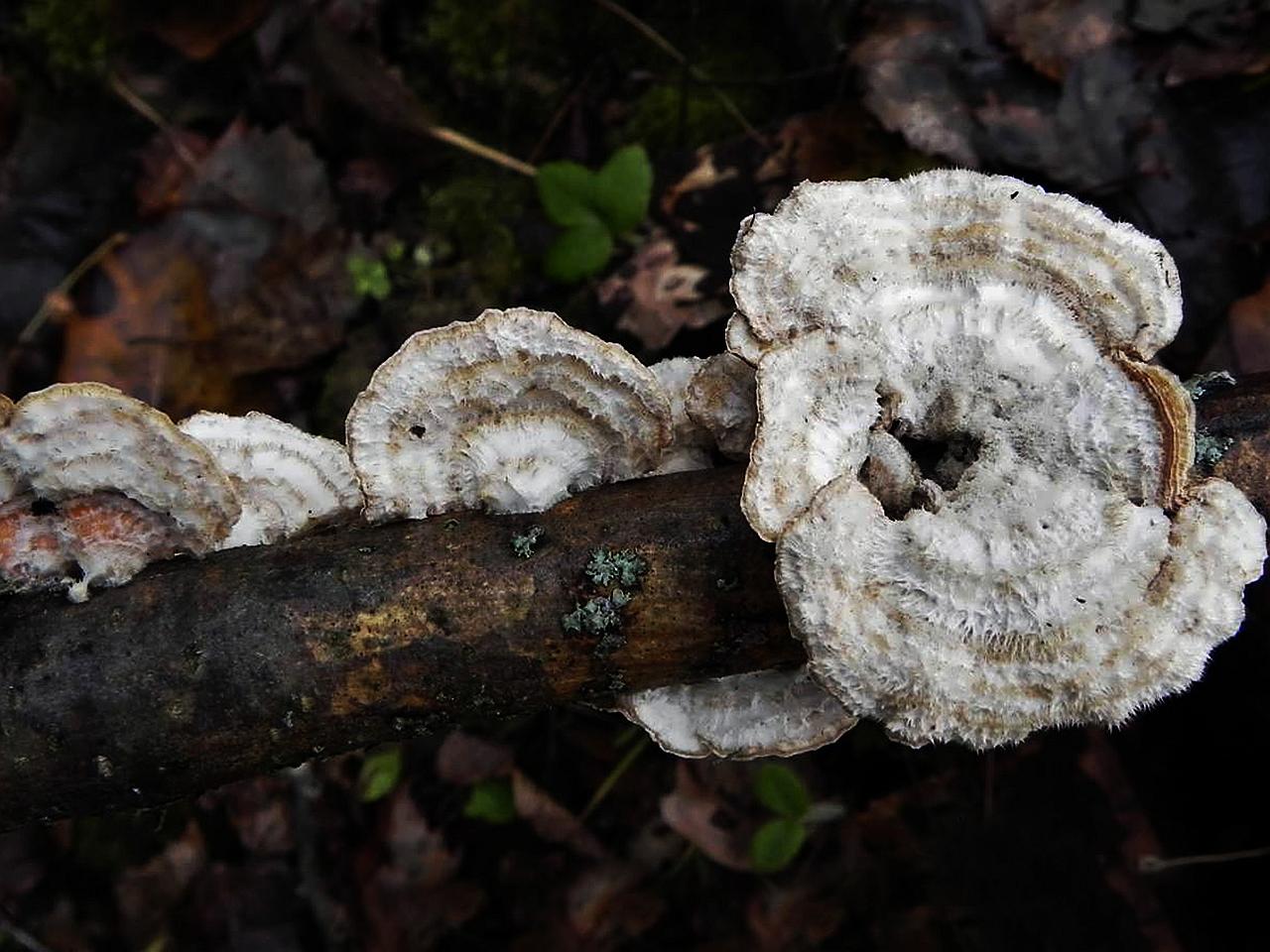Stereum hirsutum