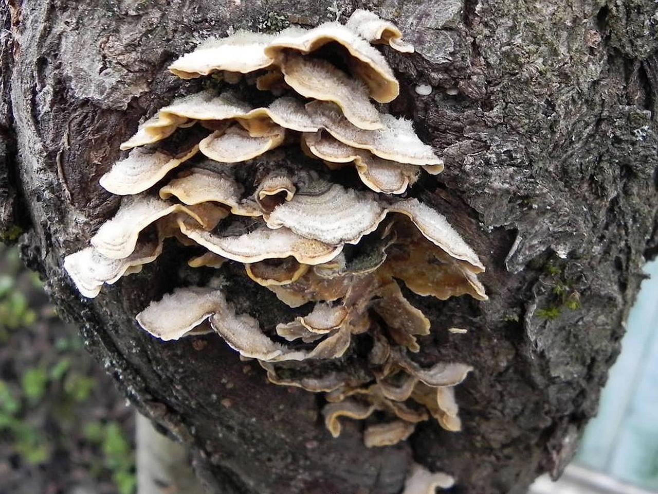 Stereum hirsutum