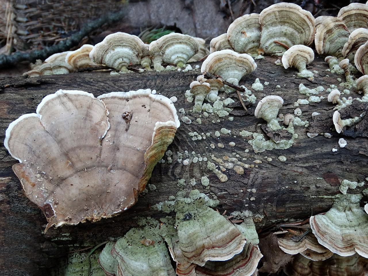Stereum subtomentosum