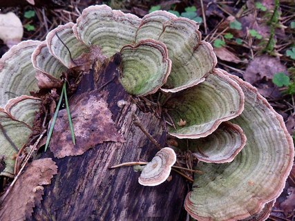 Stereum subtomentosum