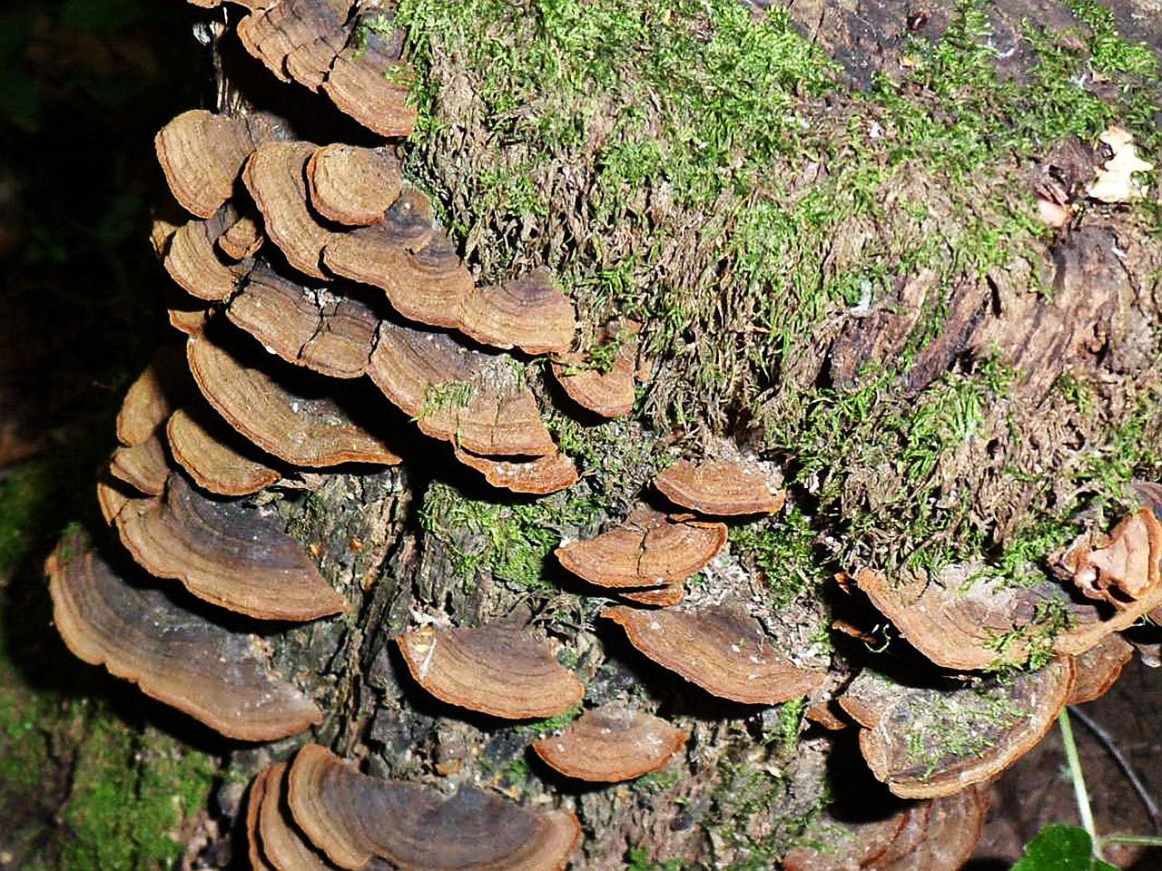 Hymenochaete