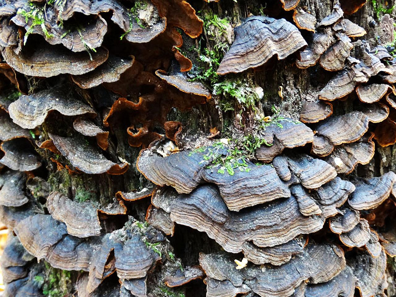 Hymenochaete rubiginosa