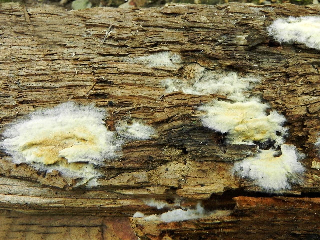 Serpula