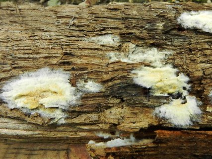 Serpula lacrymans