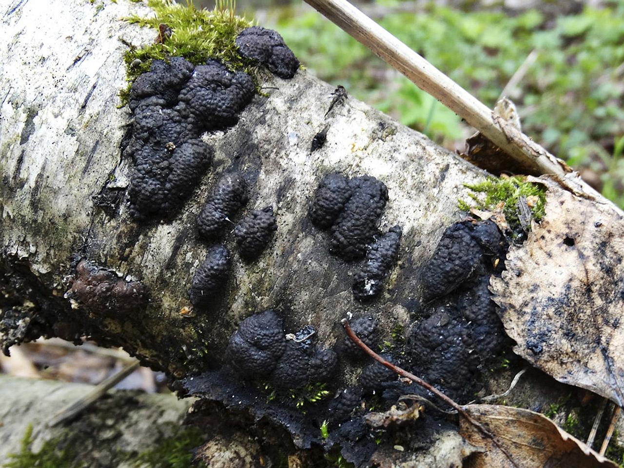 Hypoxylon multiforme