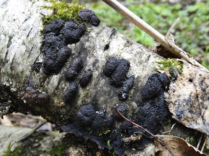 Hypoxylon multiforme