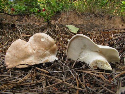 Albatrellus ovinus