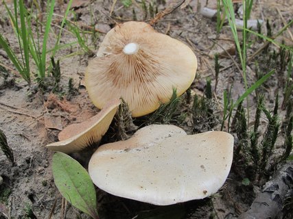 Clitopilus prunulus
