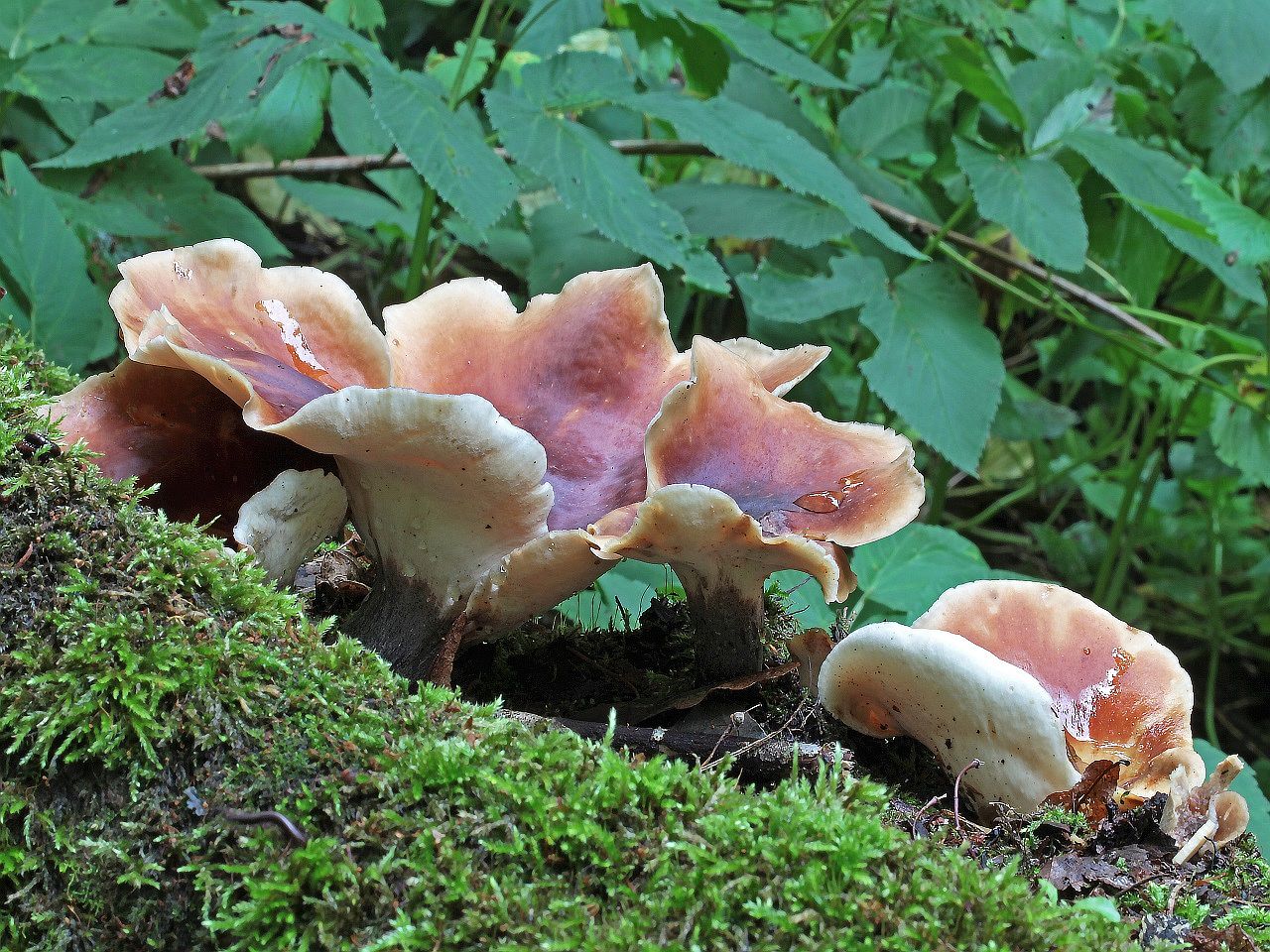 Picipes badius