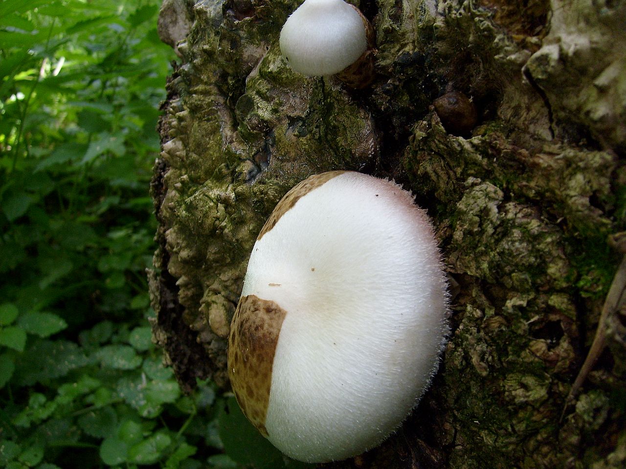 Volvariella bombycina