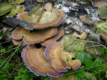 Trametes versicolor