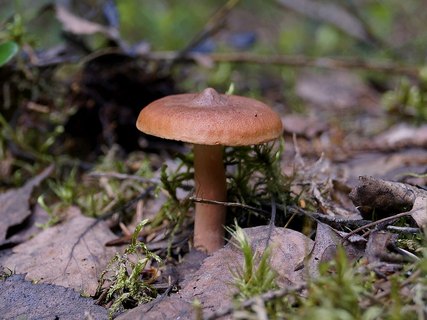 Lactarius rufus