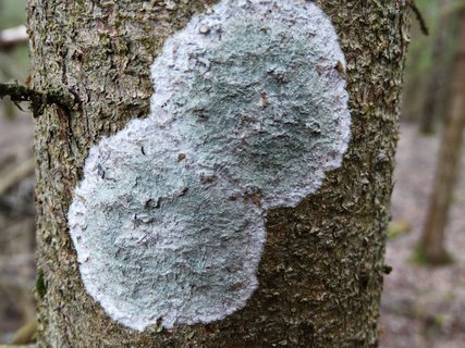 Cystostereum murrayi