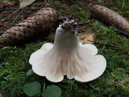 Clitopilus prunulus