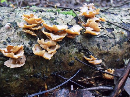 Panellus stipticus