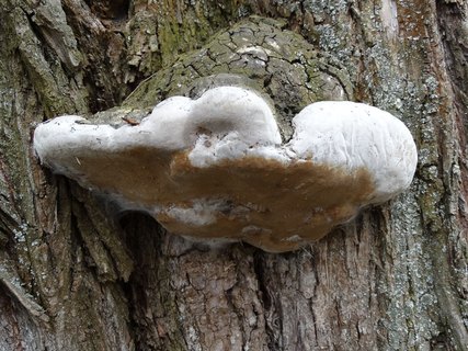 Phellinus tremulae