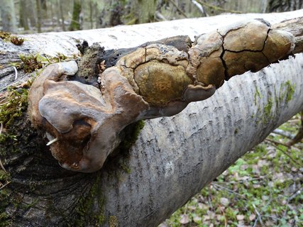 Phellinus tremulae
