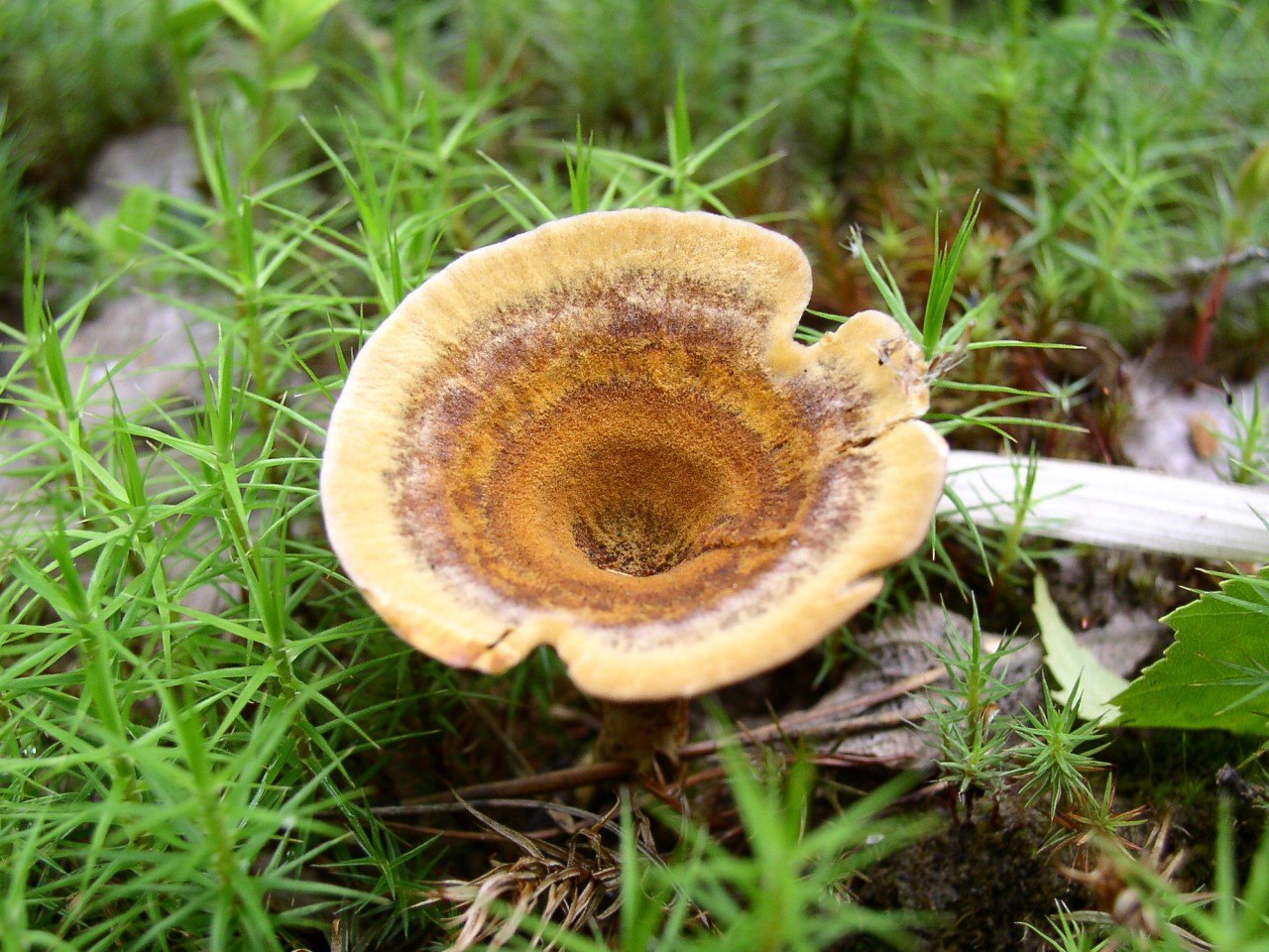 Coltricia