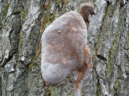 Fomitiporia robusta