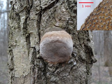 Fomitiporia robusta