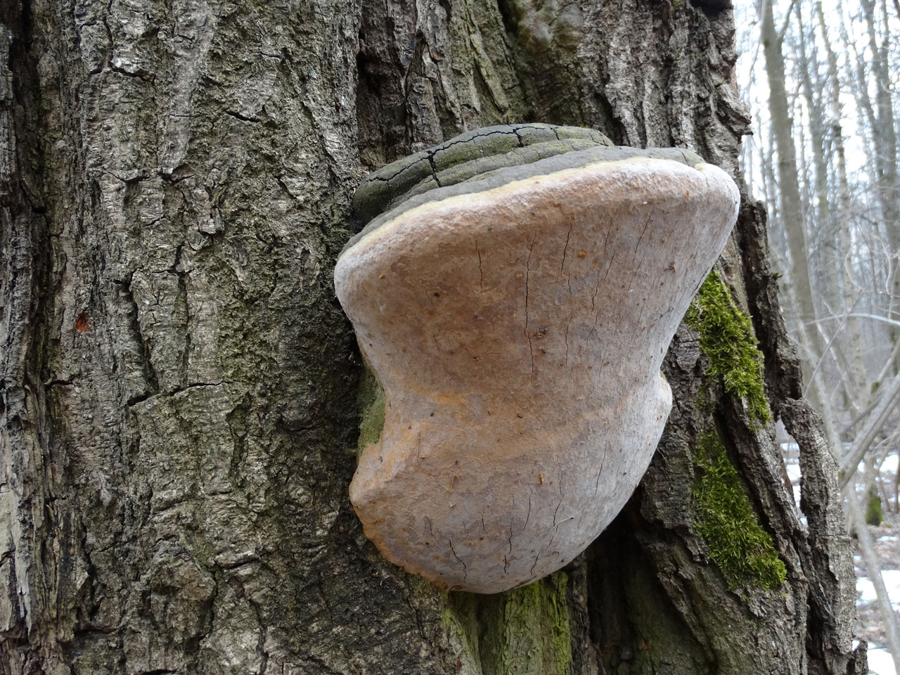 Fomitiporia robusta