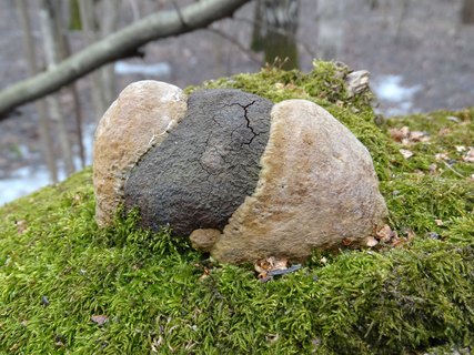 Fomitiporia robusta