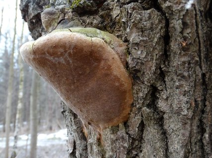 Fomitiporia robusta